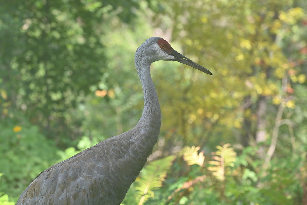 Cranes and What They Symbolize